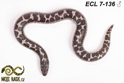 hadi na prodej, mládě, český chov hadů, odchov hadů, mojihadi.cz, Eryx columbrinus loveridgei, hroznýšek pestrý, Kenyan sand boa, het  Albino, Anery